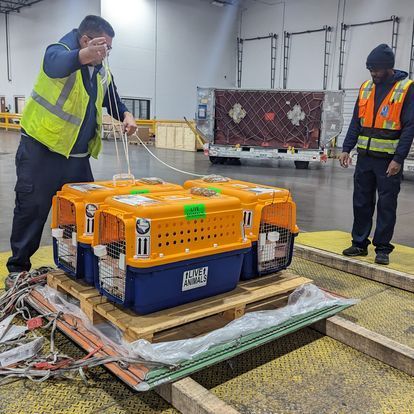 pet shipping cost estimate
