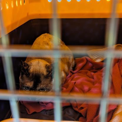 pet shipping cost estimate
