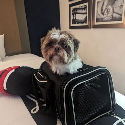 airlines that ship pets
