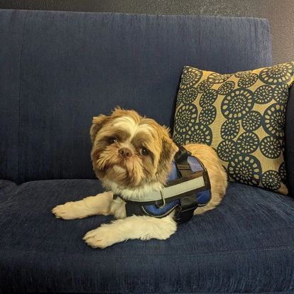 airlines that ship pets
