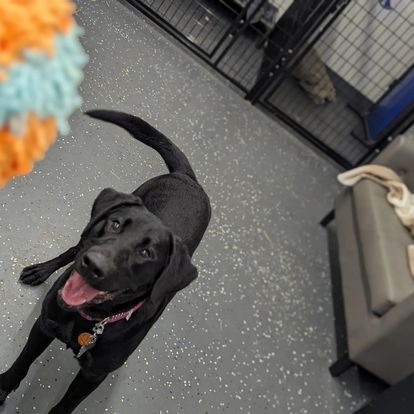 airlines that ship pets
