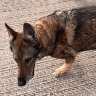 dog shipping service
