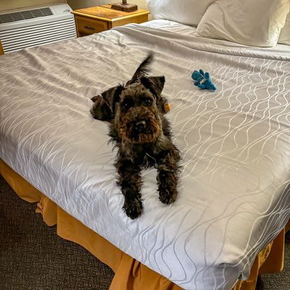 dog shipping service
