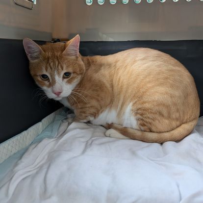 dog shipping service
