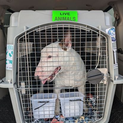 international pet transporters
