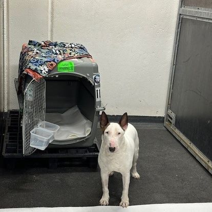 international pet transporters
