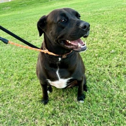 international pet transporters
