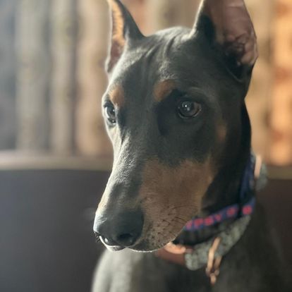 pet transport across country
