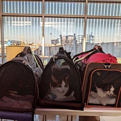 pet transport service
