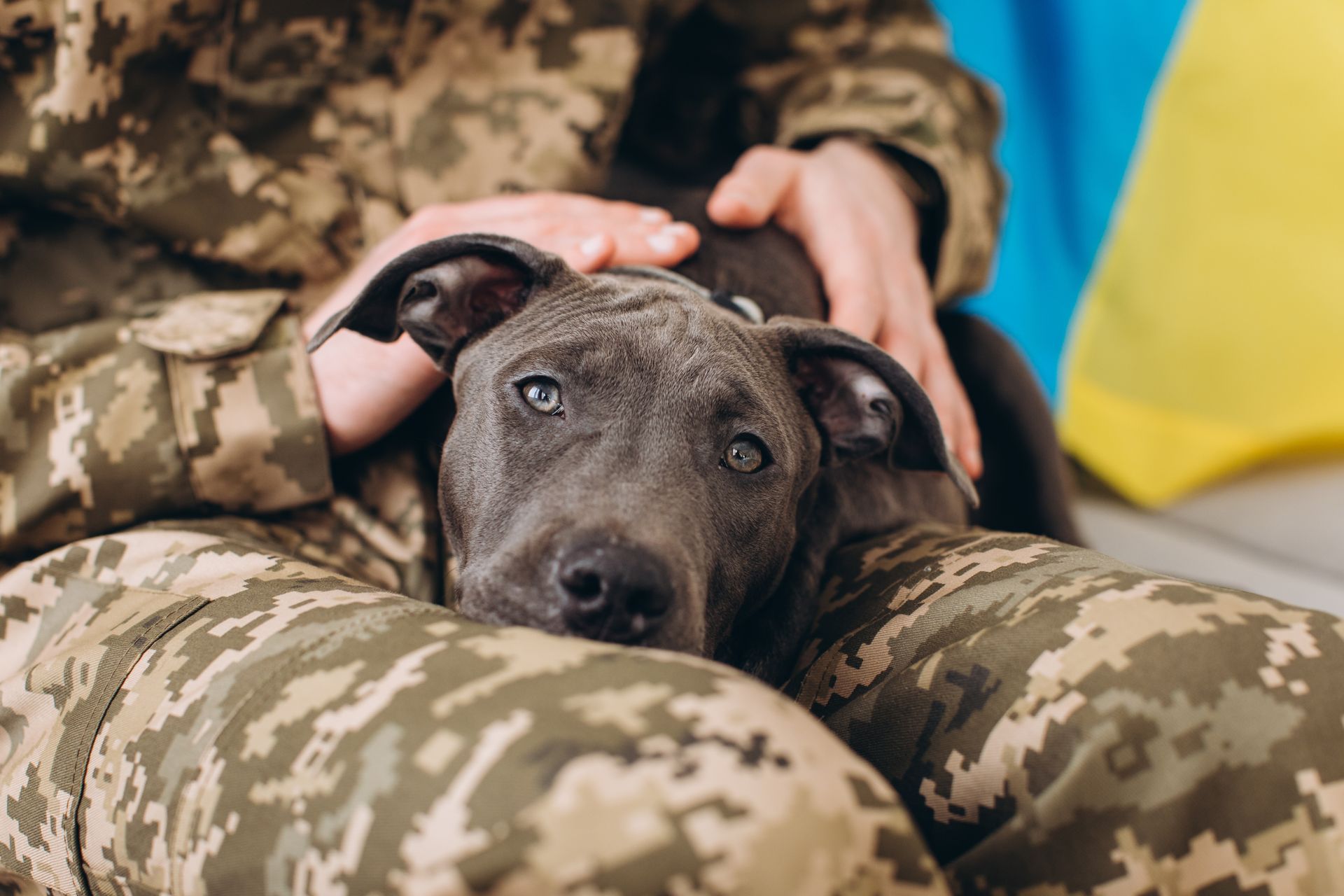 military pet shipping services