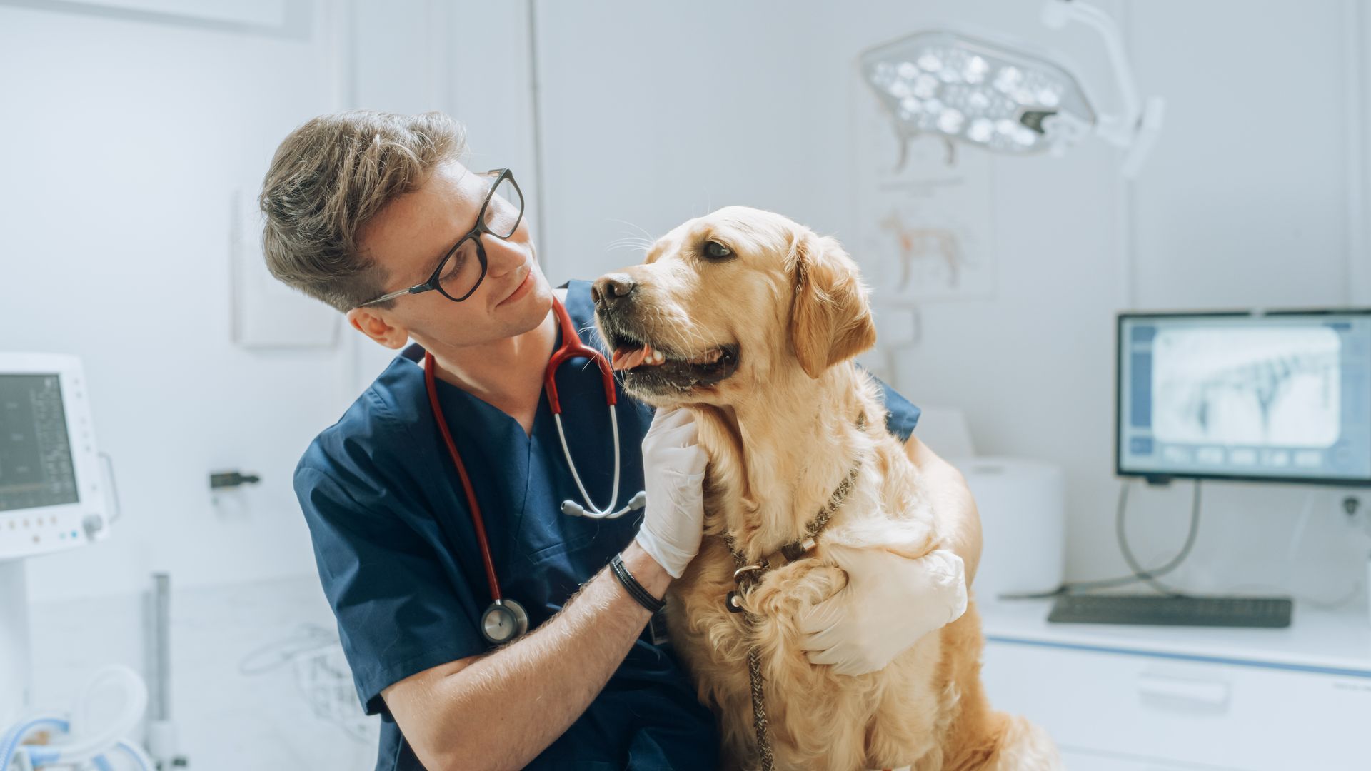 veterinarian pet care