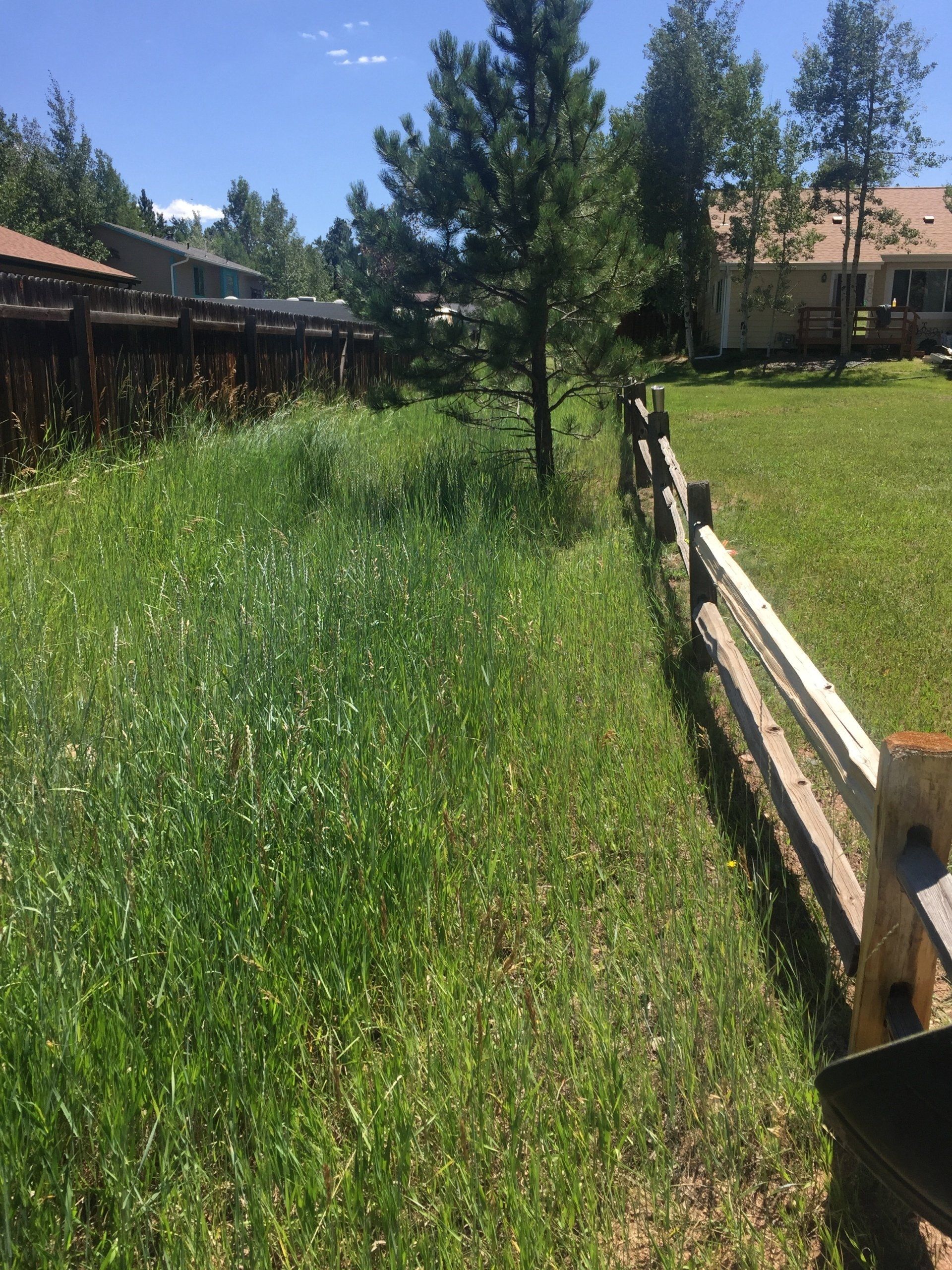 Tall green grass along a fence. A tree stands in the overgrown area. Sunny day.