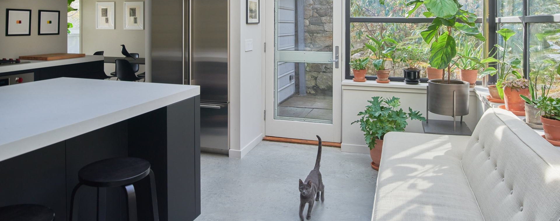 A gray cat walks across a light gray floor in a sunlit room filled with plants.