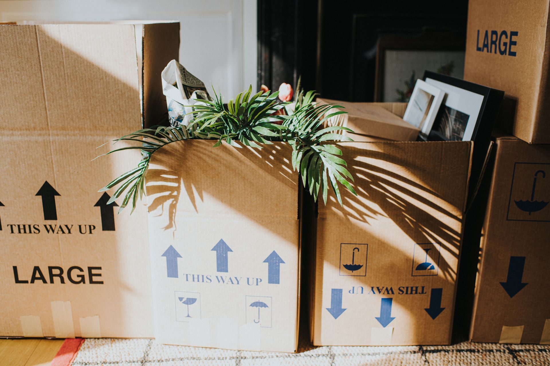 A large cardboard box with a plant in it - Bendigo, VIC - Bendigo Castlemaine Furniture Removals