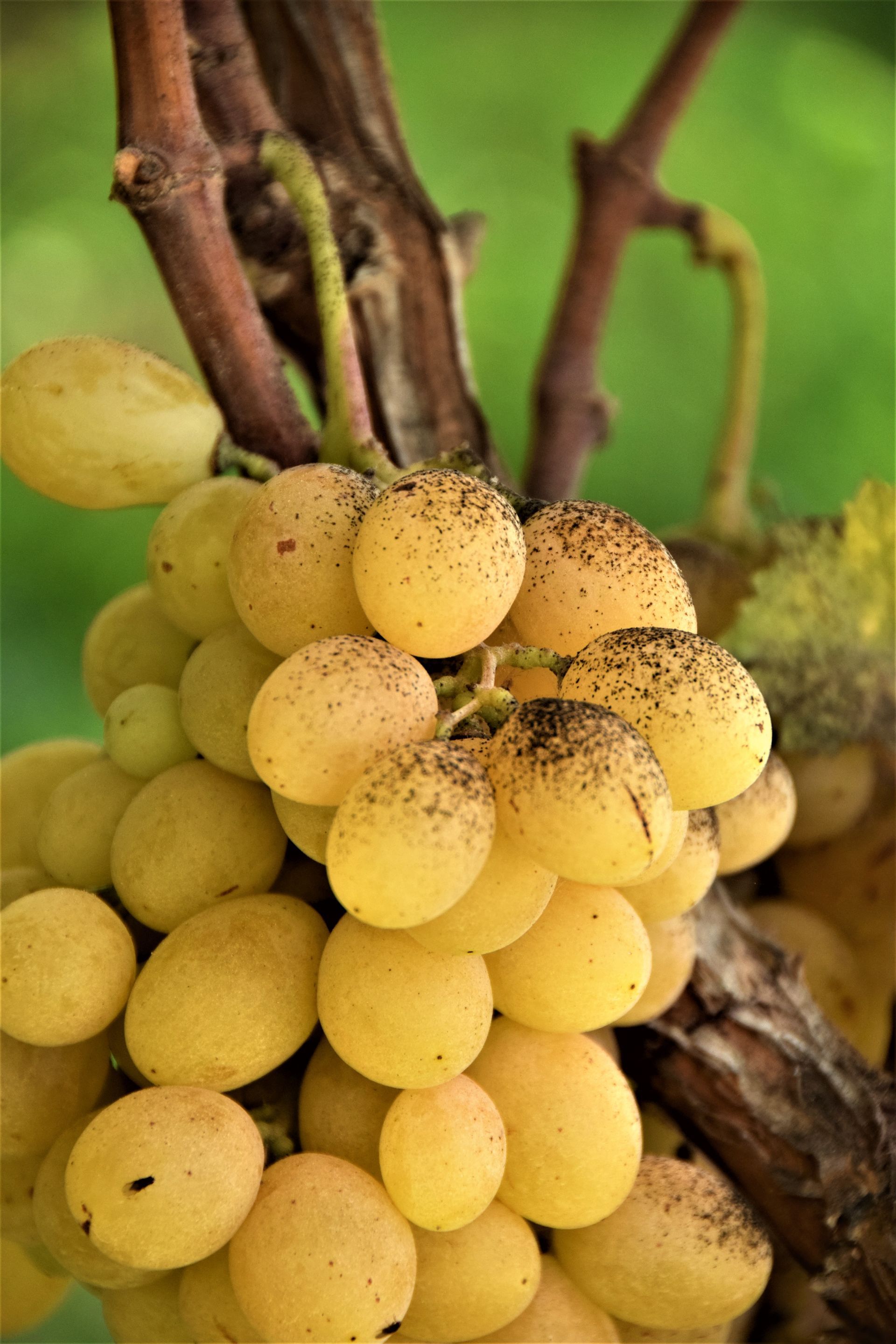 Studio agronomo - De sena