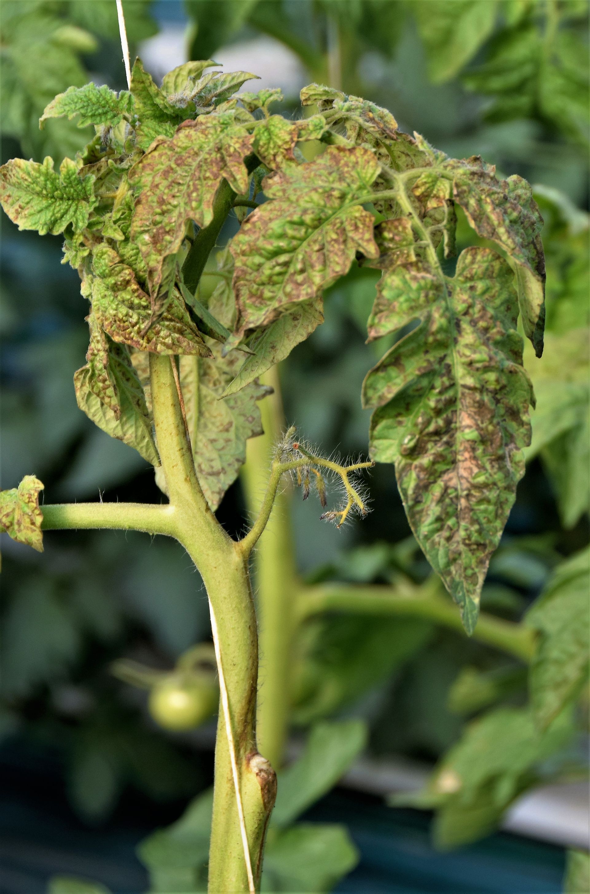servizio assistenza- studio agronomo