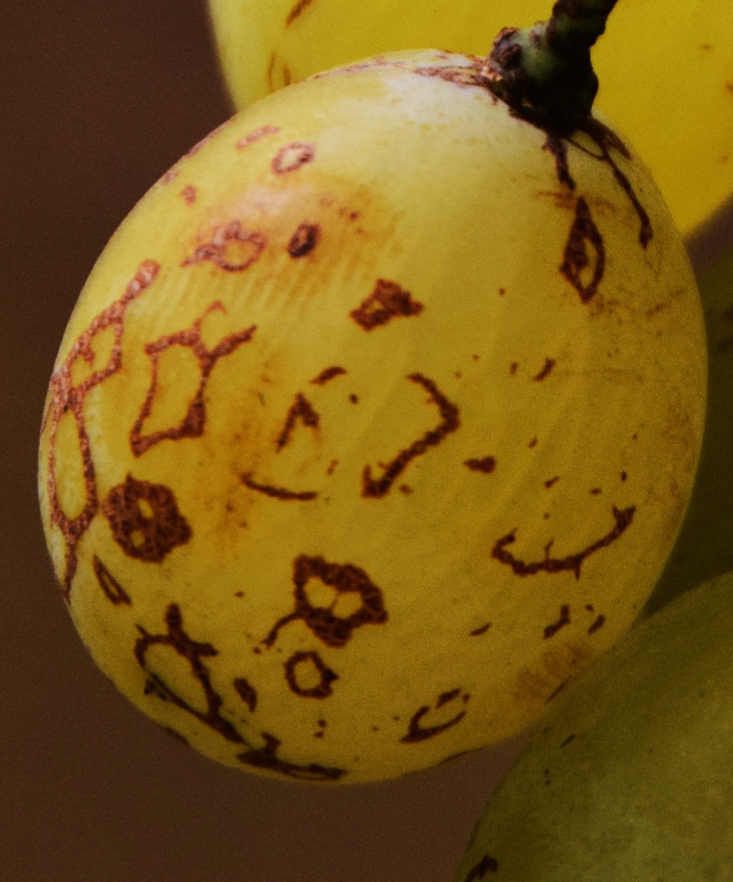 Studio agronomo - De sena