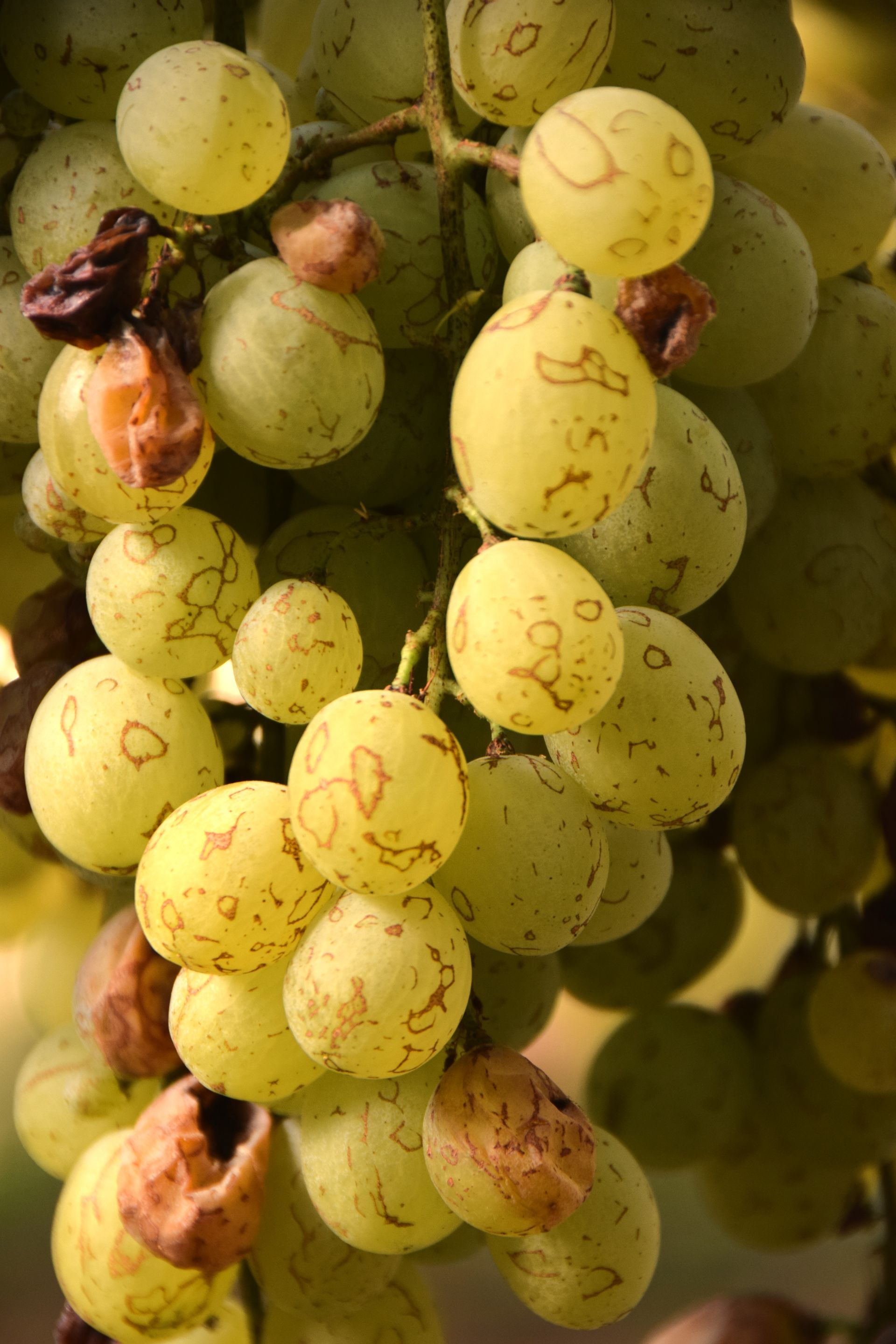 Studio agronomo - De sena