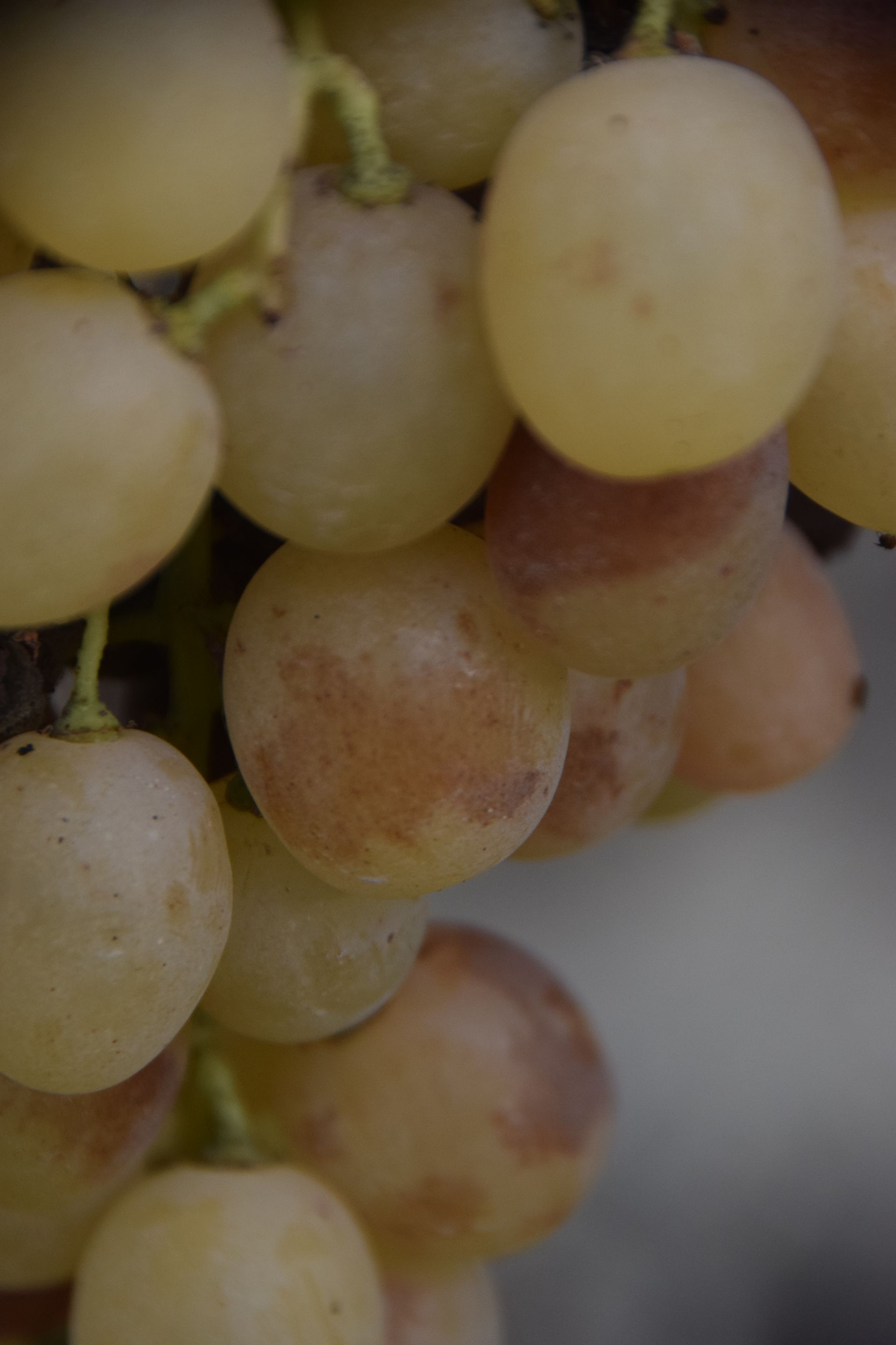 Studio agronomo - De sena