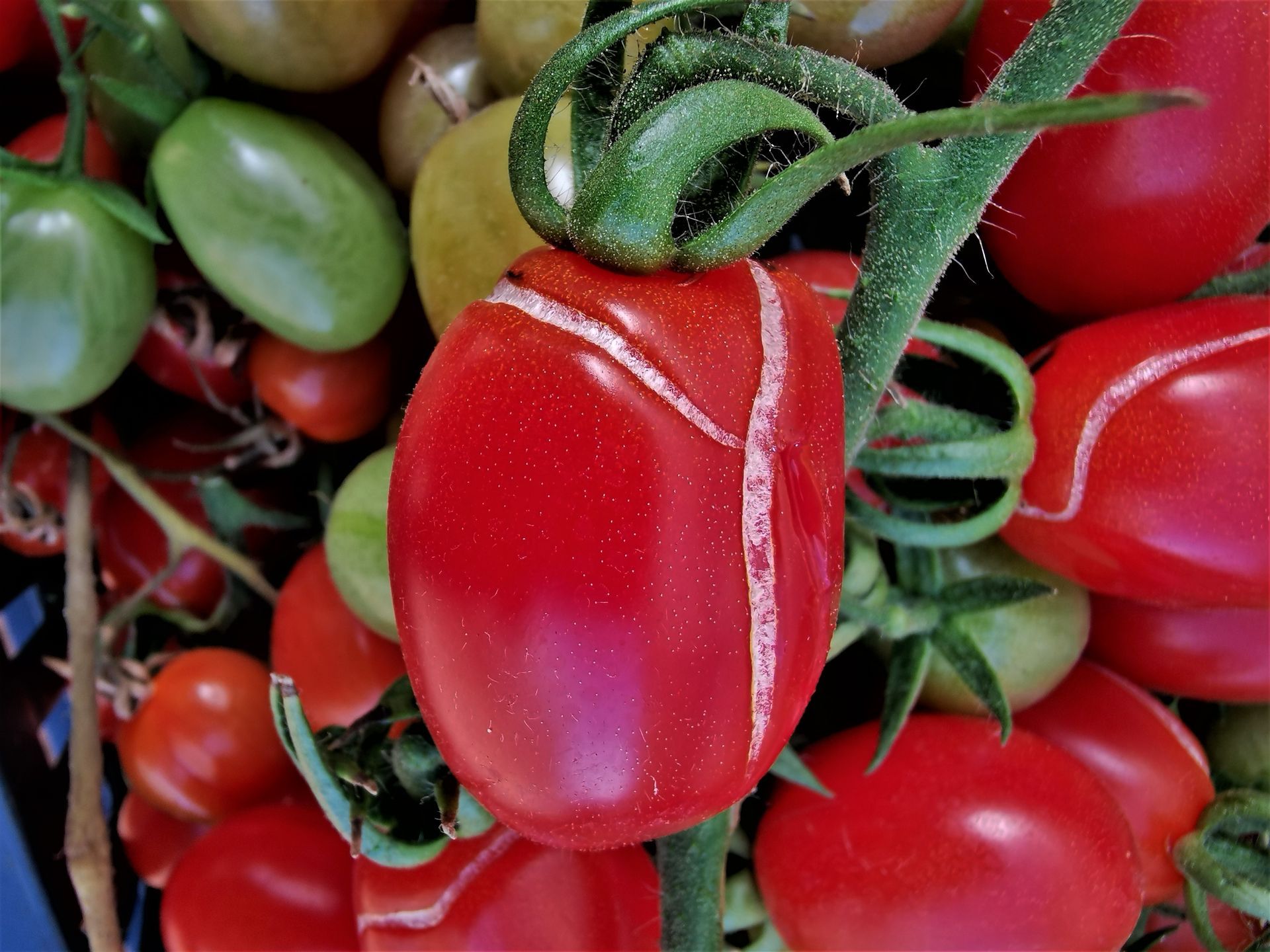 Studio agronomo - De sena