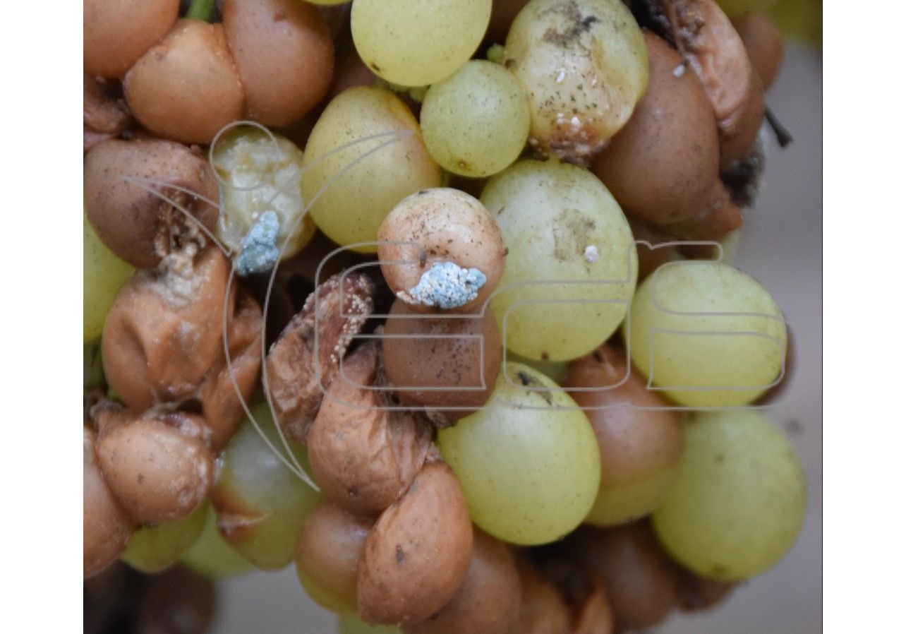 servizio perizie- studio agronomo