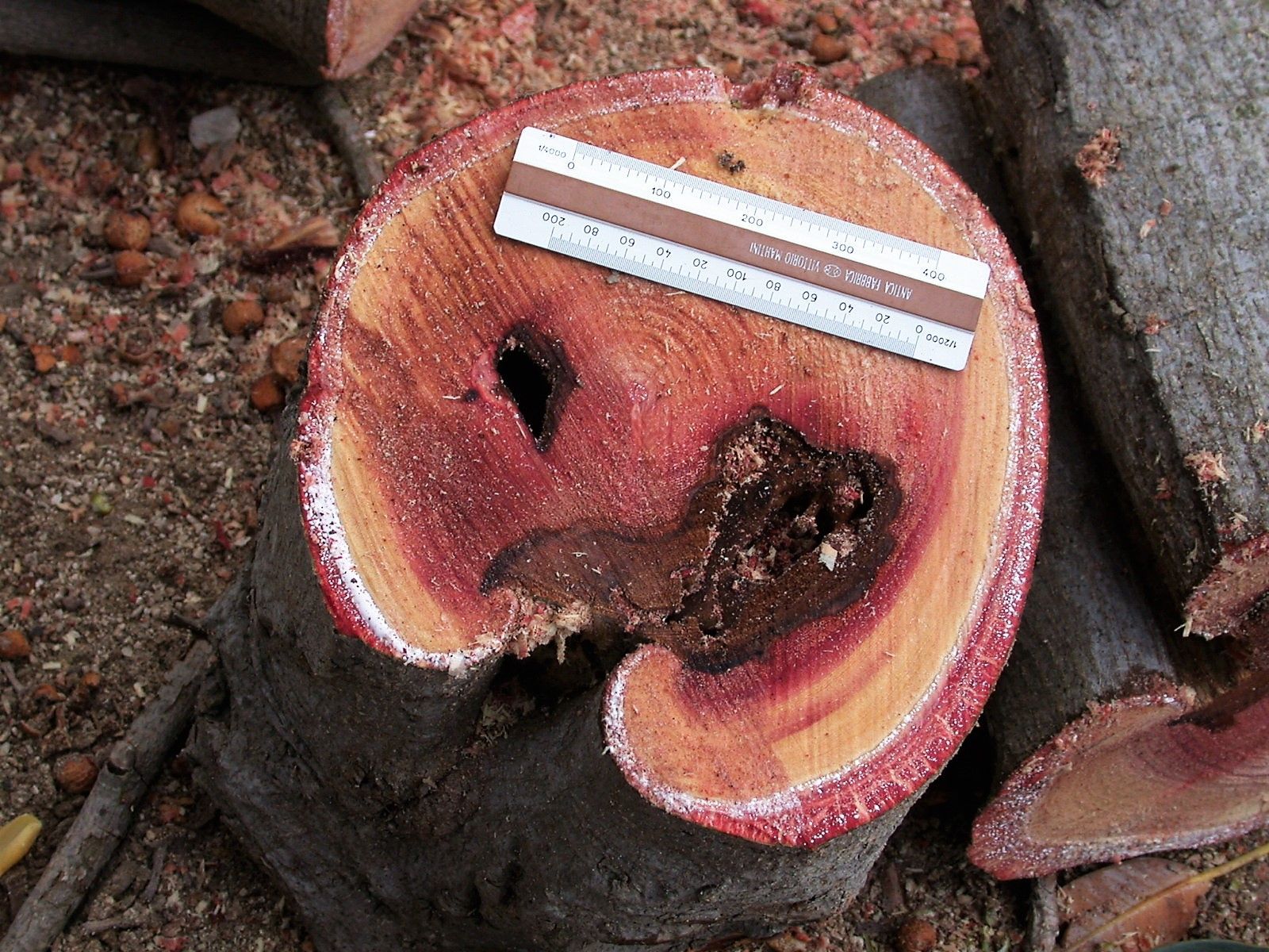 Progettazione - Studio agronomo De Sena