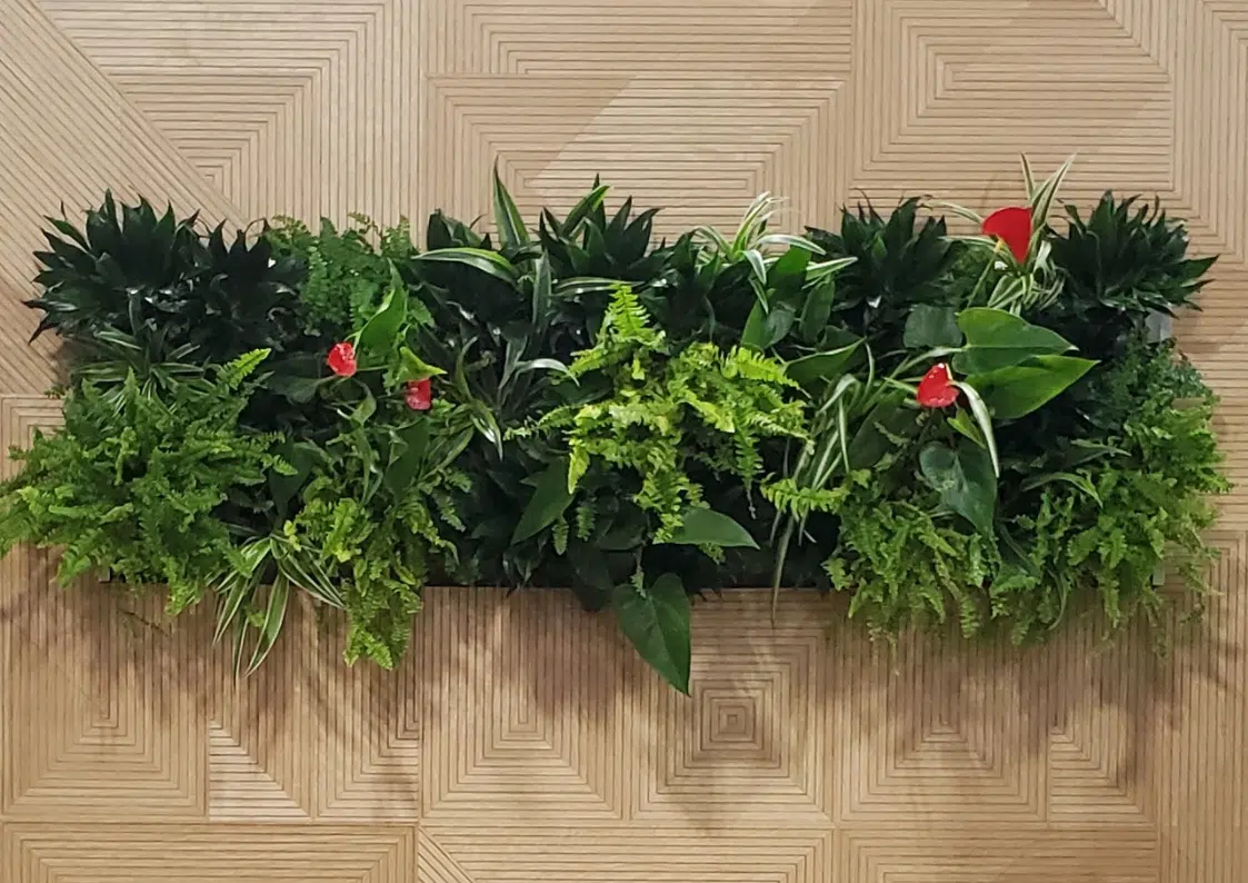 Mur végétal composé de plantes vertes assorties et de baies rouges montées sur des panneaux de bois clair.