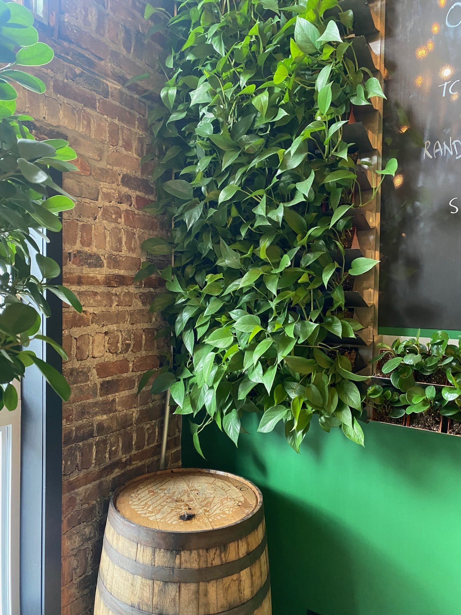 Un mur de plantes vertes luxuriantes à côté d'un mur de briques et d'un tonneau en bois. Une boîte en métal verte et un tableau noir.