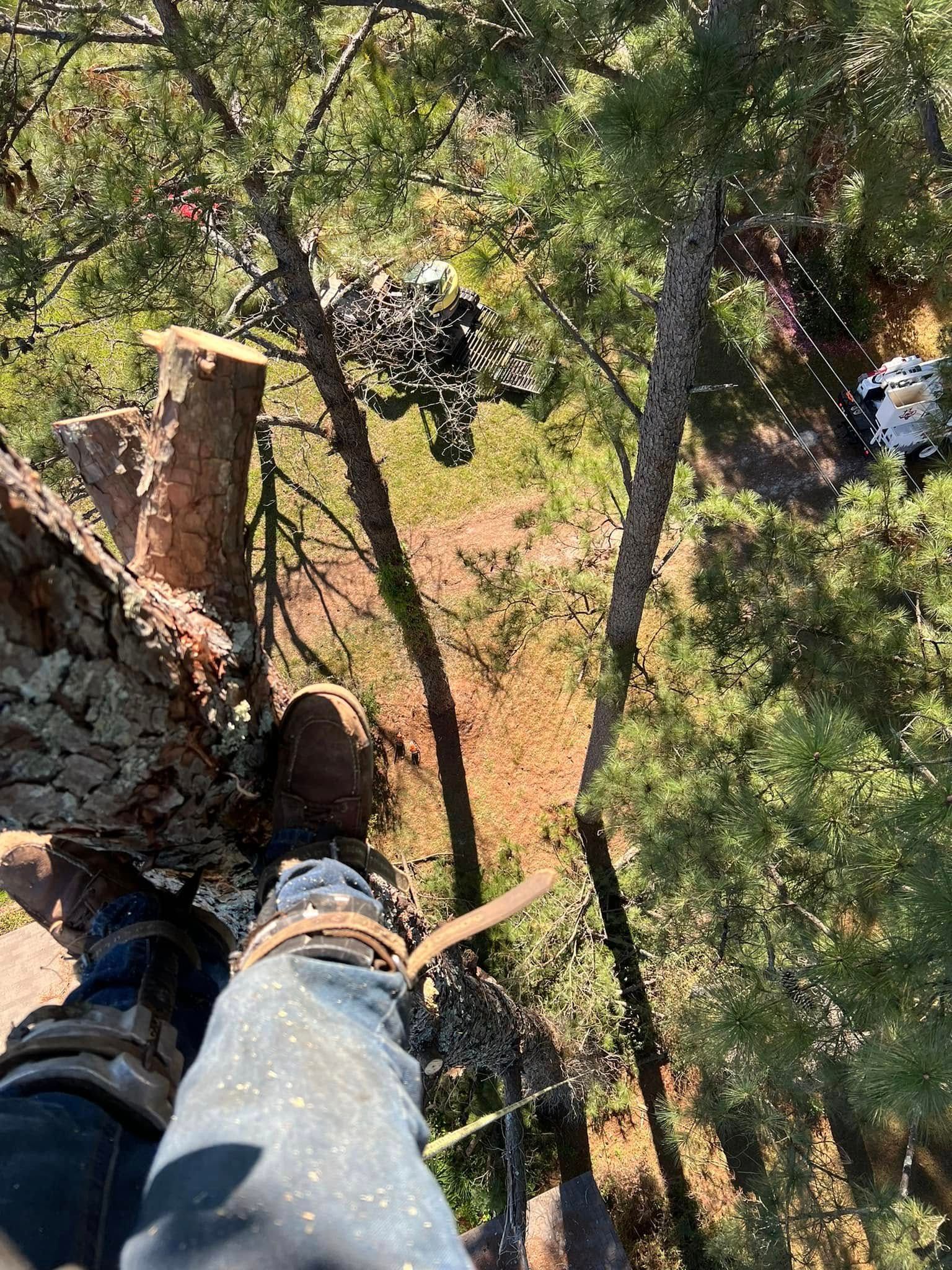 A person is standing on top of a tree in the woods.