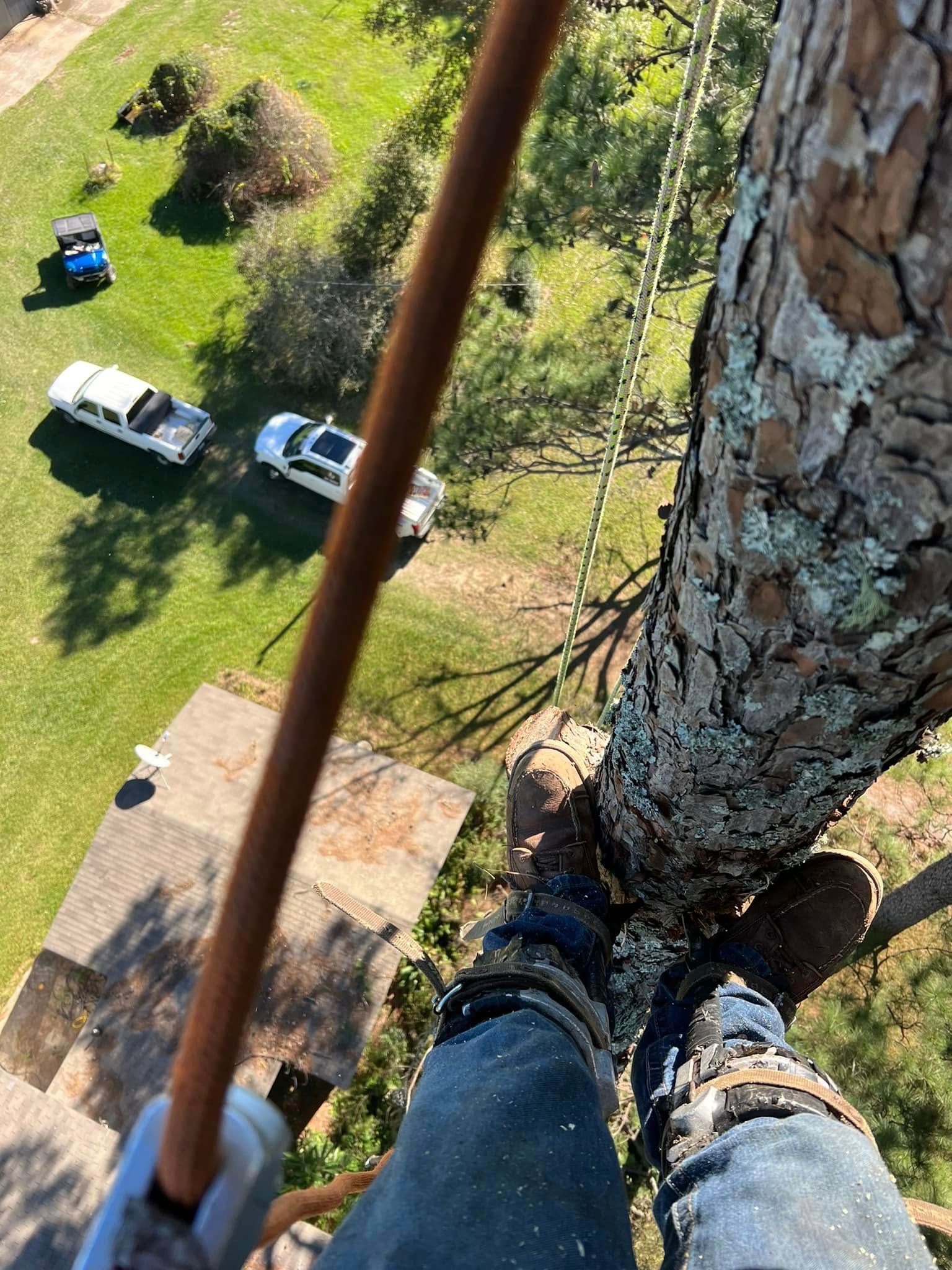 A person is climbing a tree with a rope attached to it.