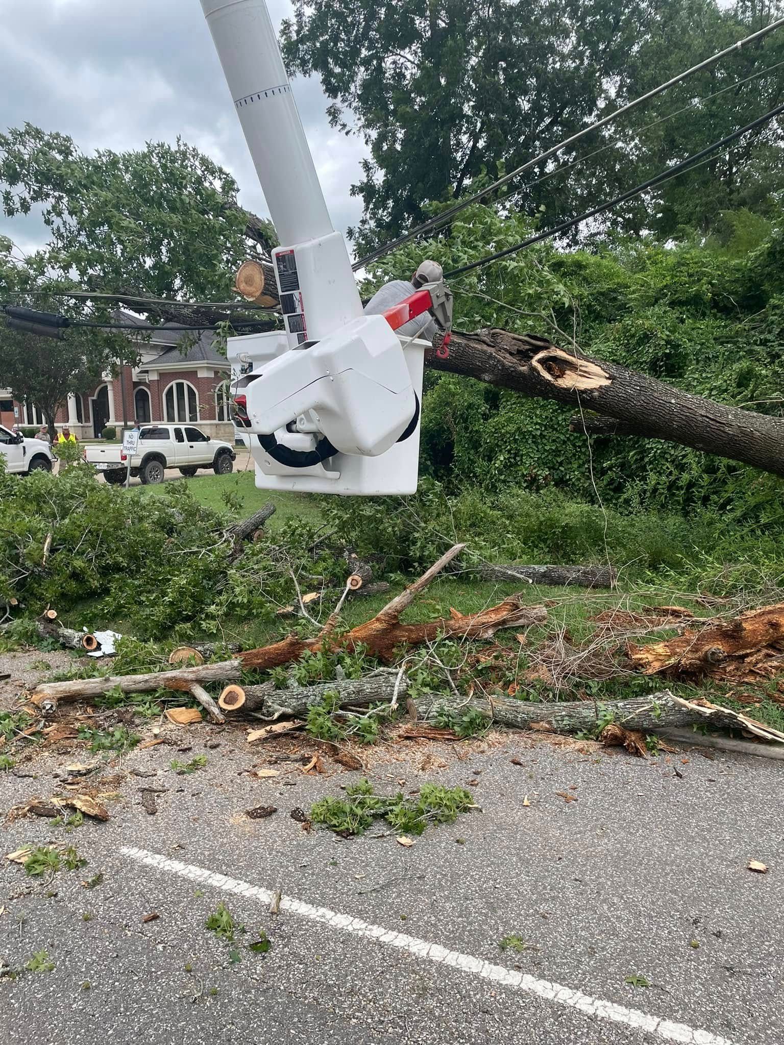 A tree that has fallen on the side of the road.