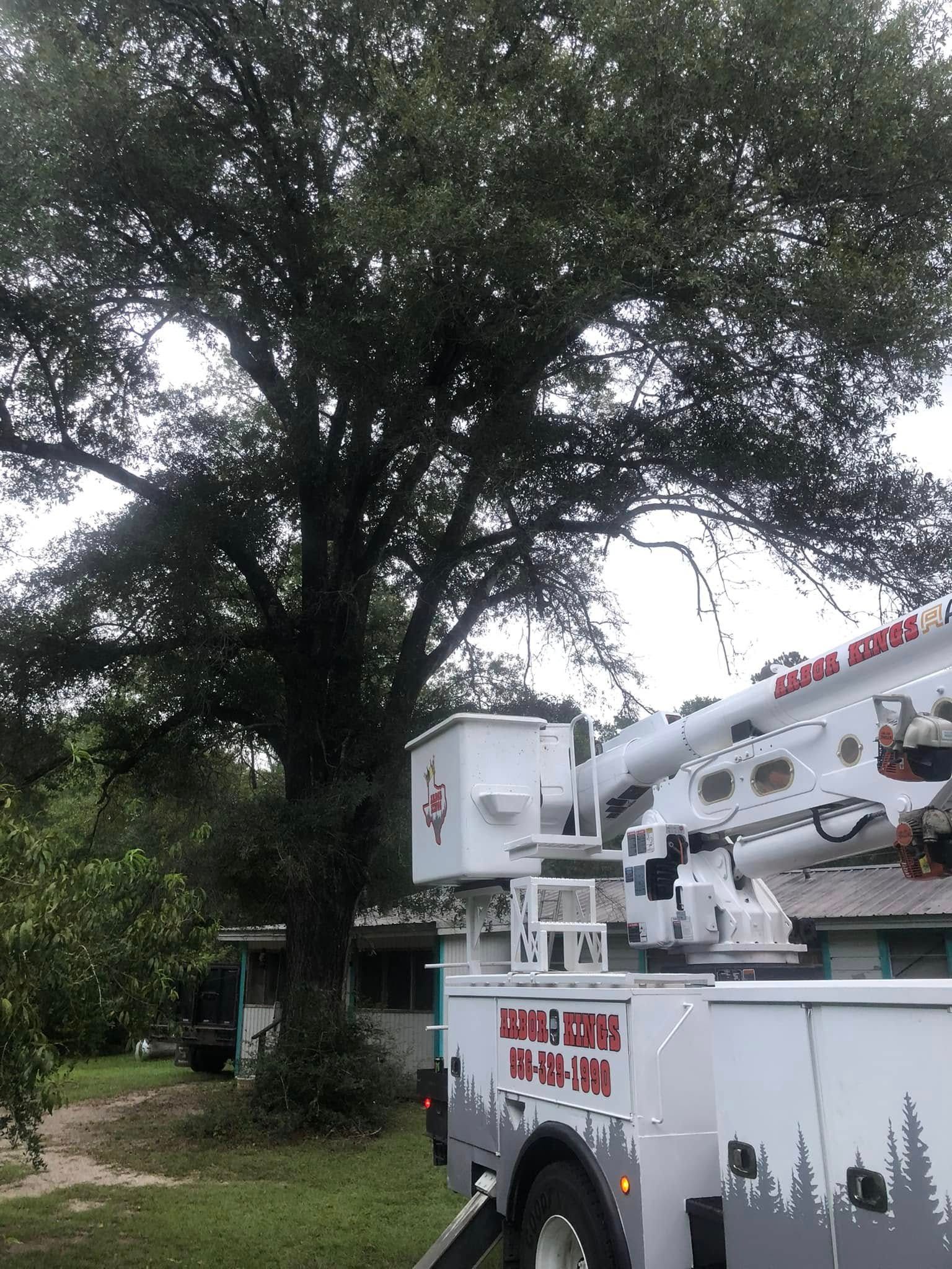 A tree cutting truck is parked in front of a tree.