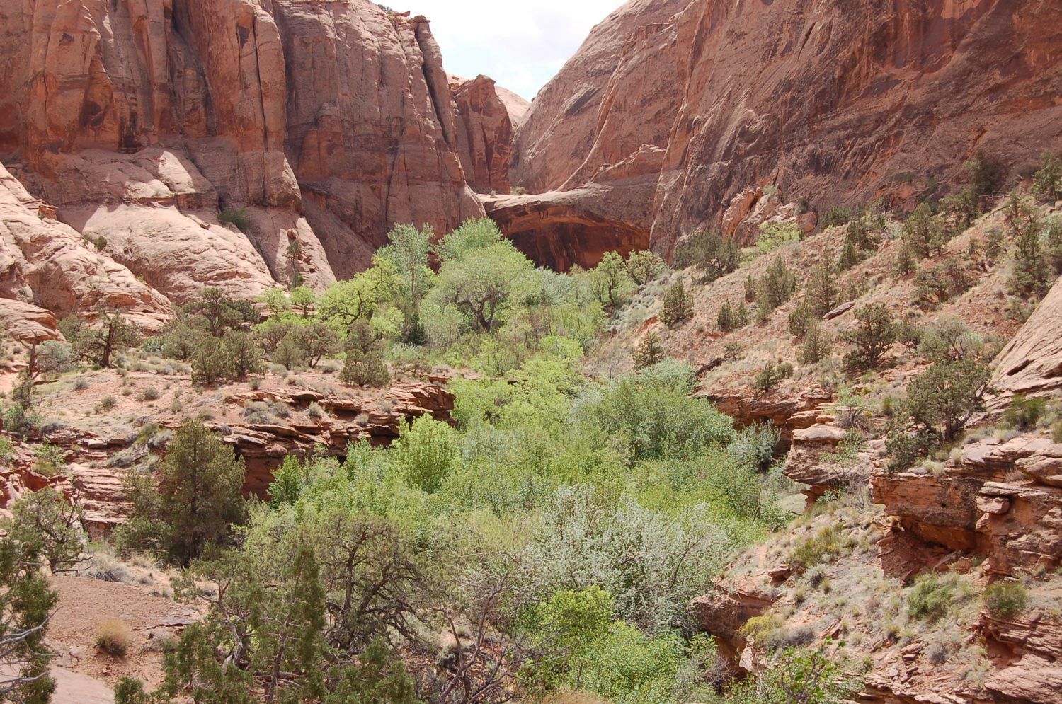 Red rock canyon with green shrubs and a dry creek under steep cliffs