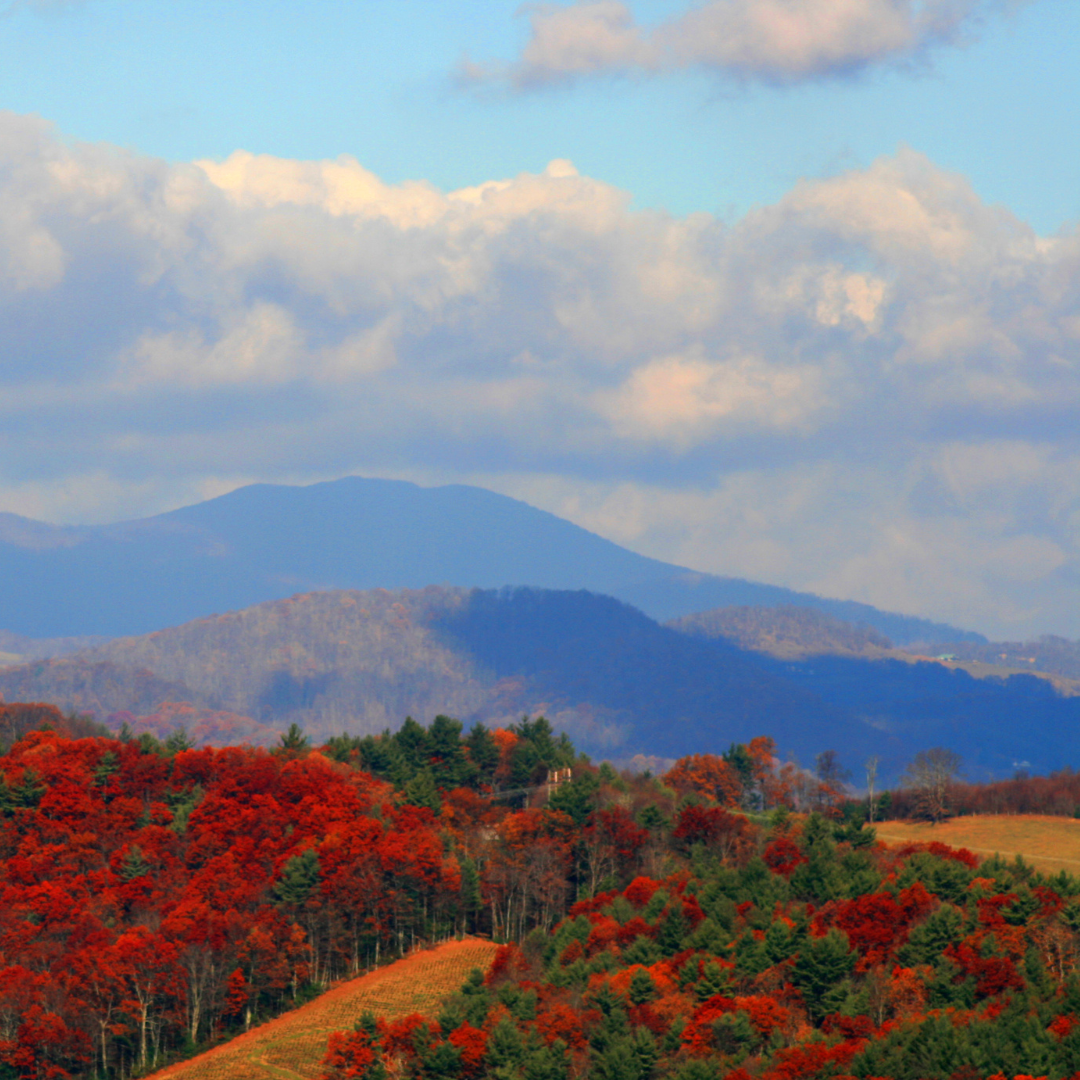 A landscape with mountains in the background and trees in the foreground in North Carolina.