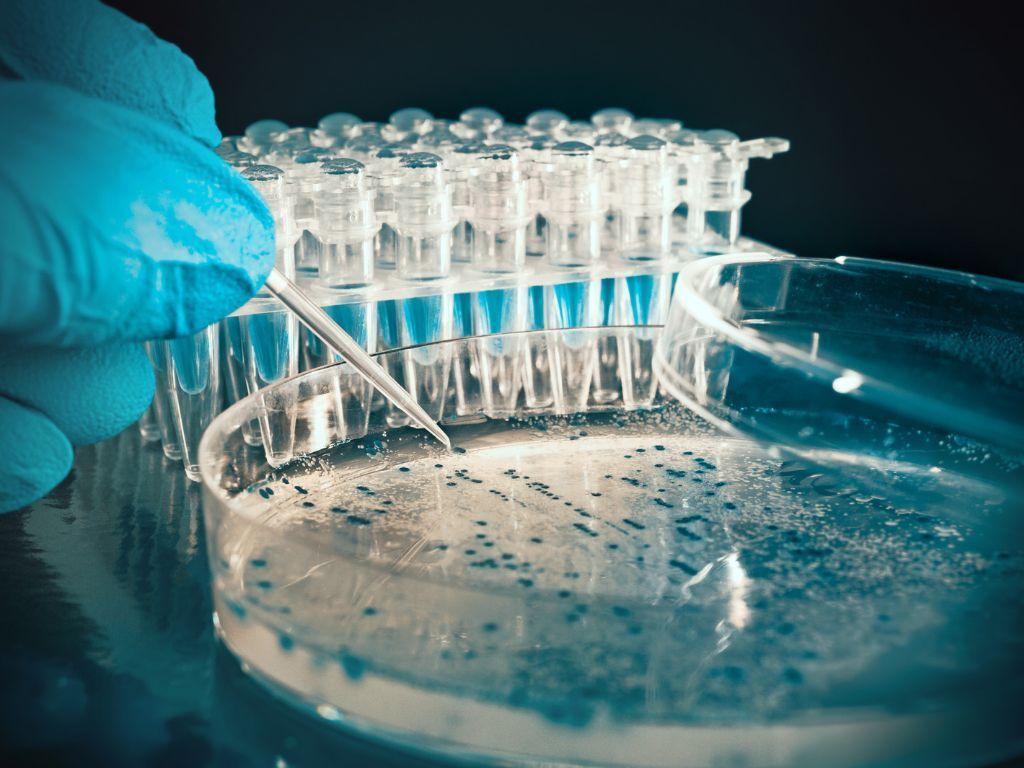 pipets of a blue liquid being used in a round dish