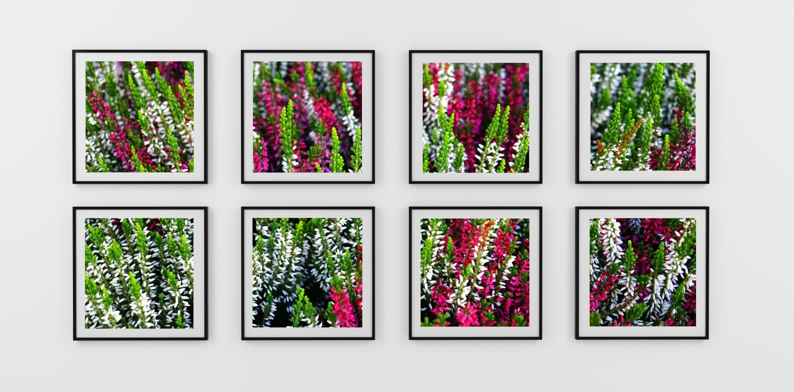 Photographs of flowers displayed in art gallery