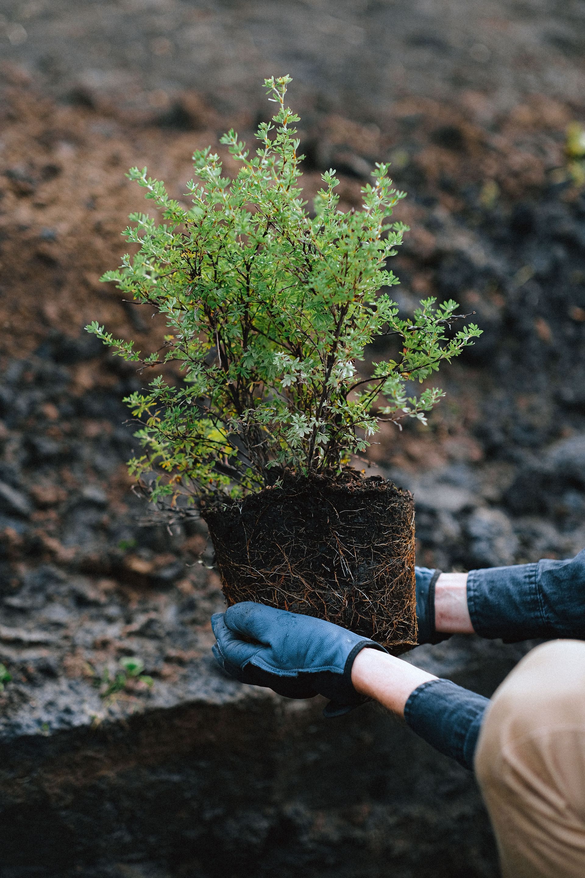 Hands in gloves planting a green shrub in a garden bed with red flowers nearby