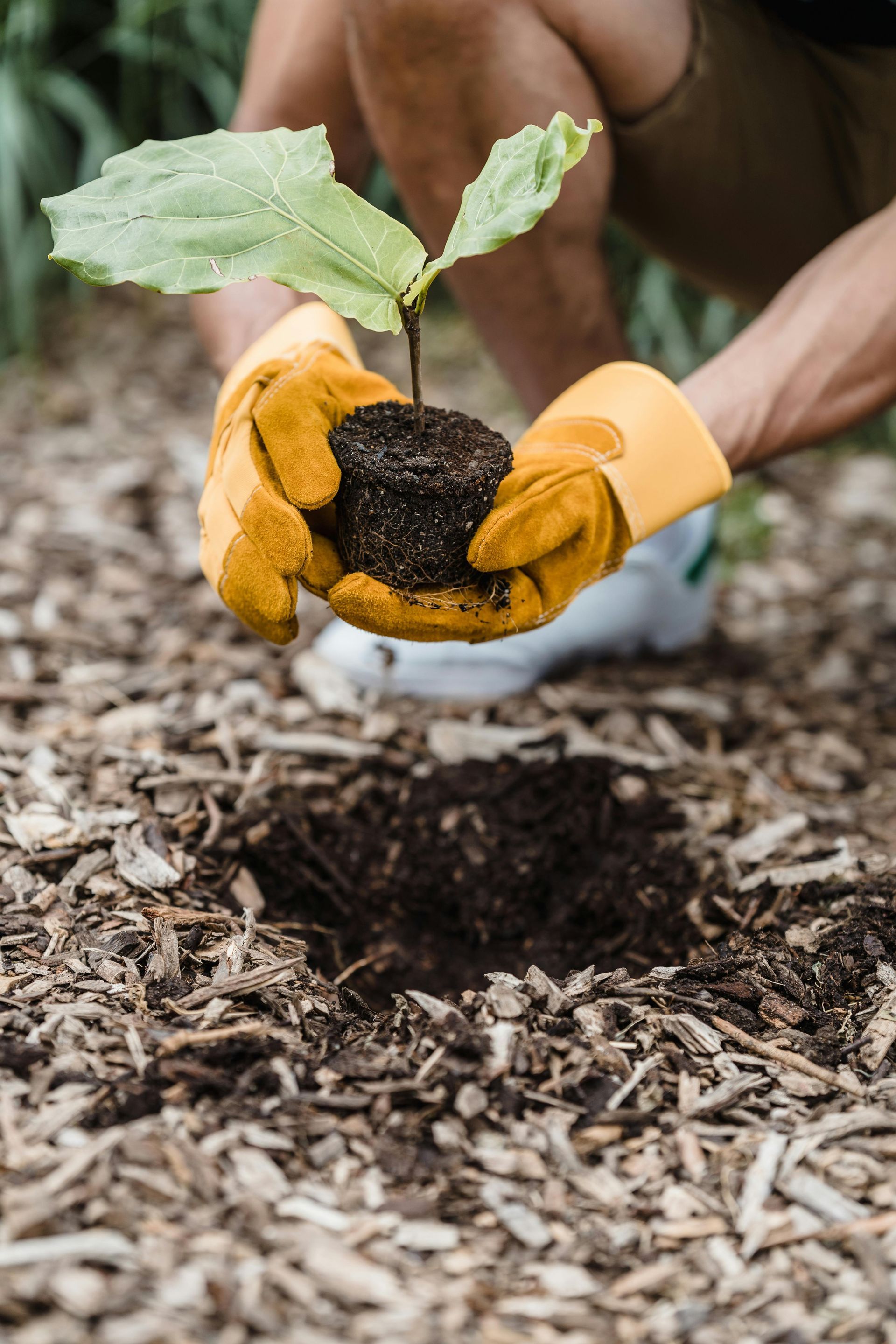 Hands in gloves planting a green shrub in a garden bed with red flowers nearby