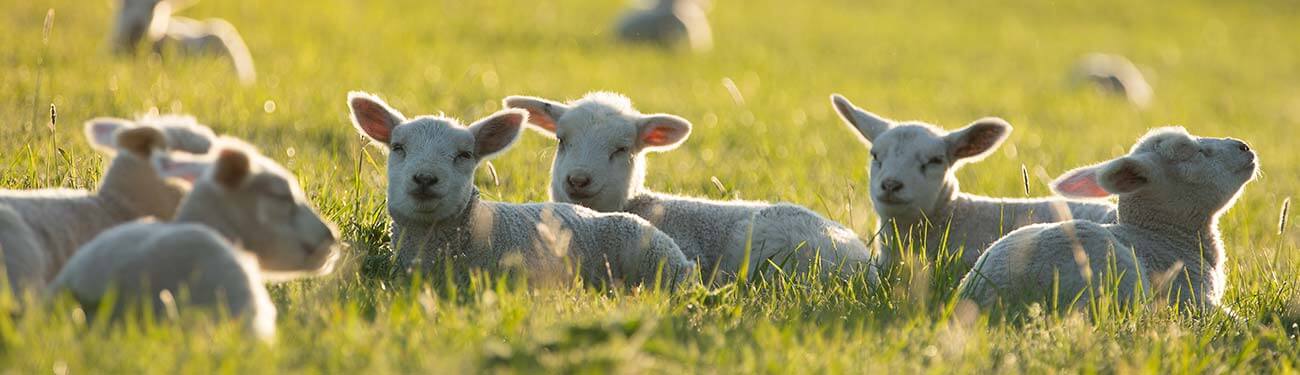 sheep laying down in field of grass
