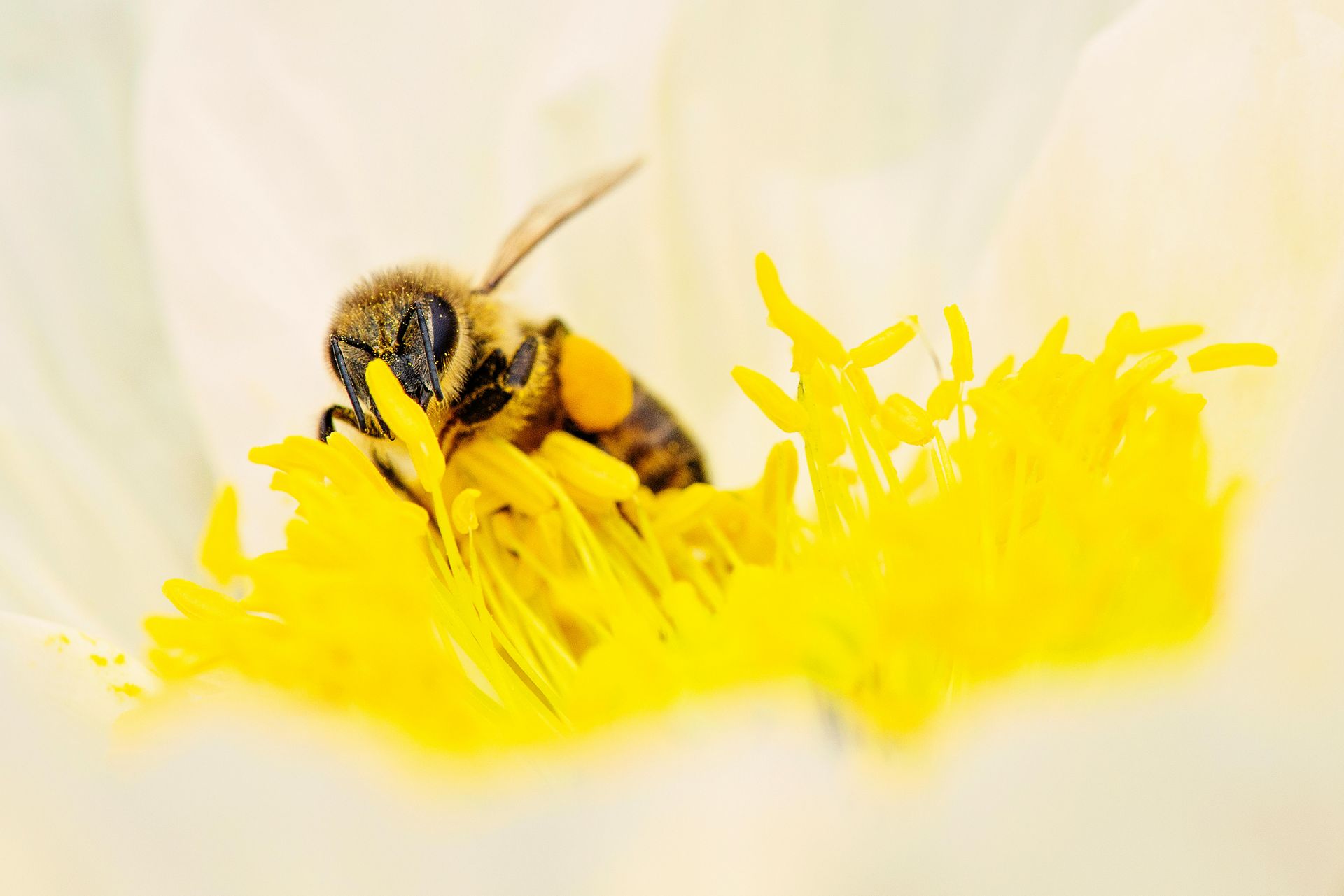 A close up of a bee on a yellow flower.