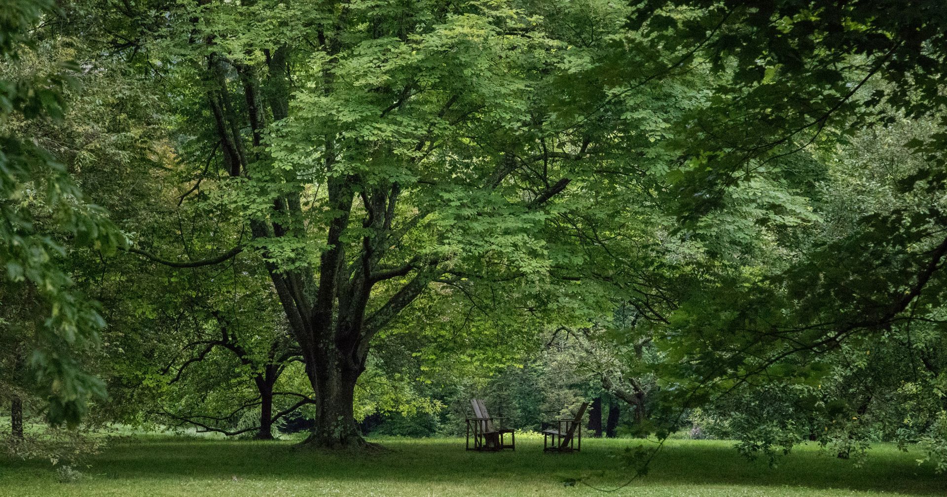 Lush green trees in a park-like setting with a glimpse of an open area beneath the canopy.