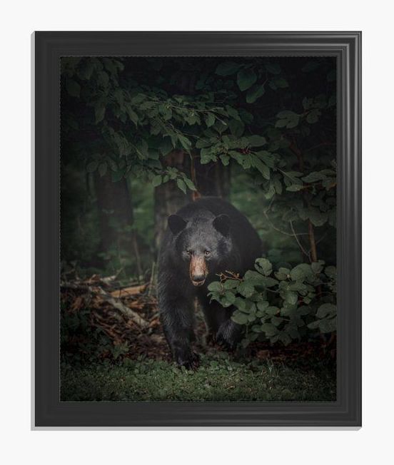 Carbon County Black Bear