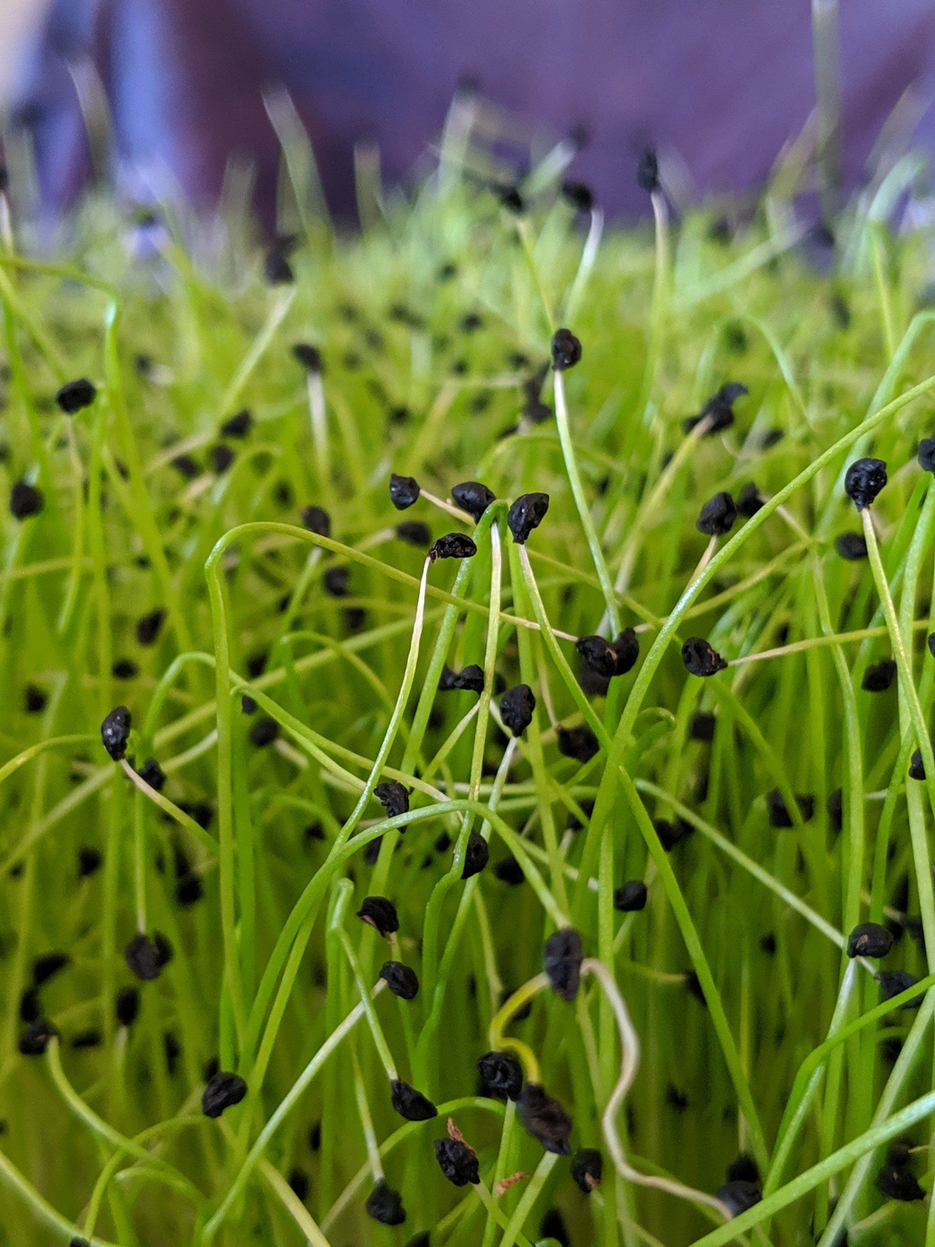 Close-up of vibrant green chive sprouts with black seed heads, growing densely.
