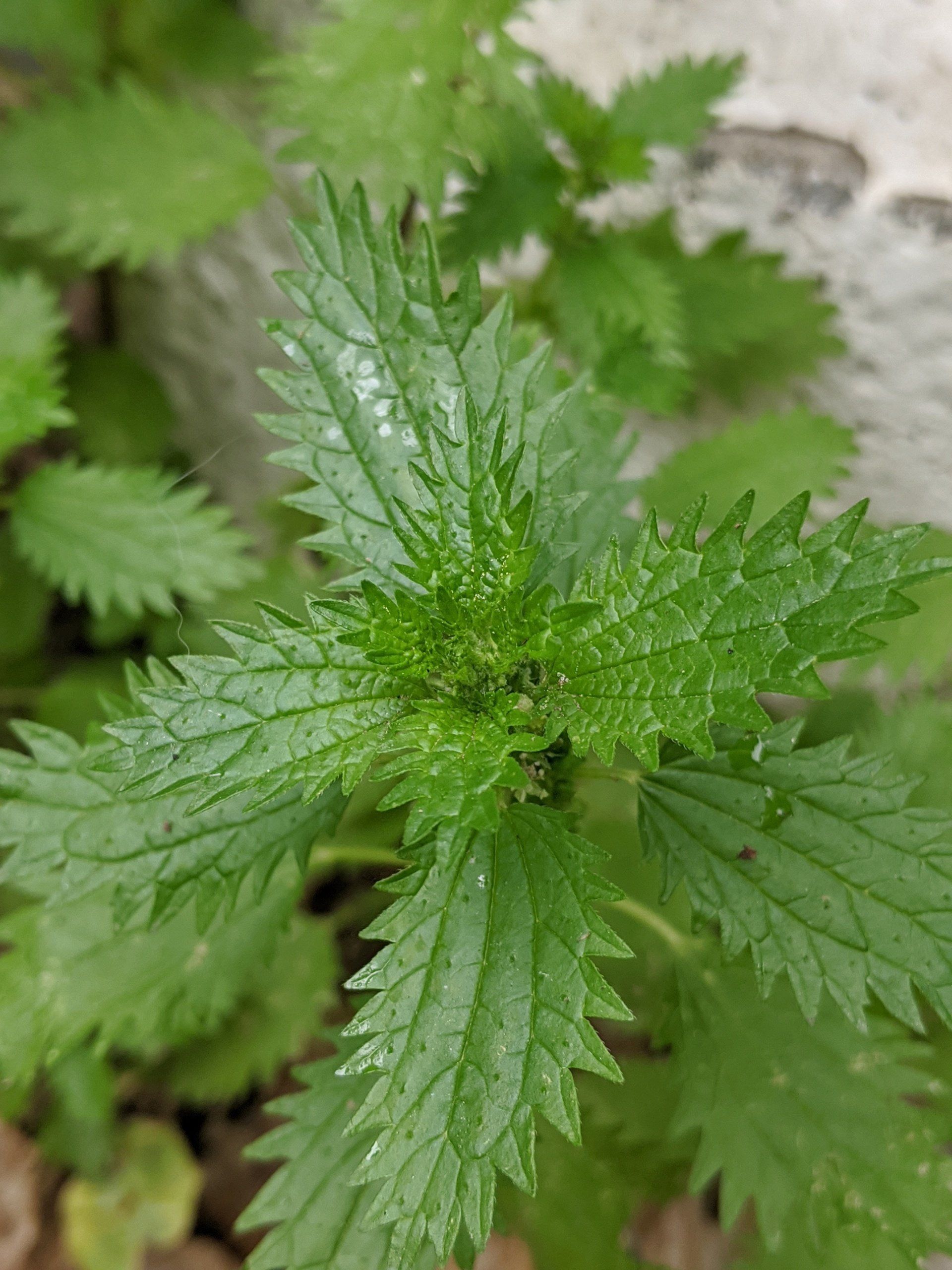 Green, jagged-edged nettle plant with textured leaves growing against a light-colored wall.