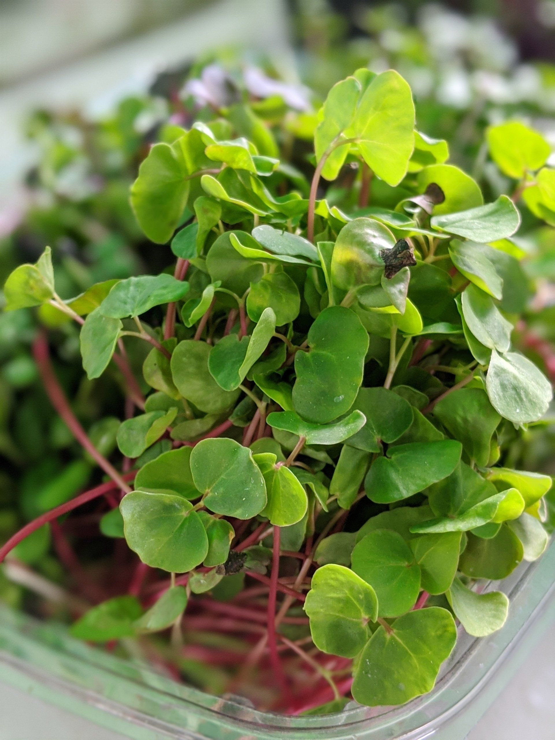 Fresh microgreens with red stems and bright green leaves.