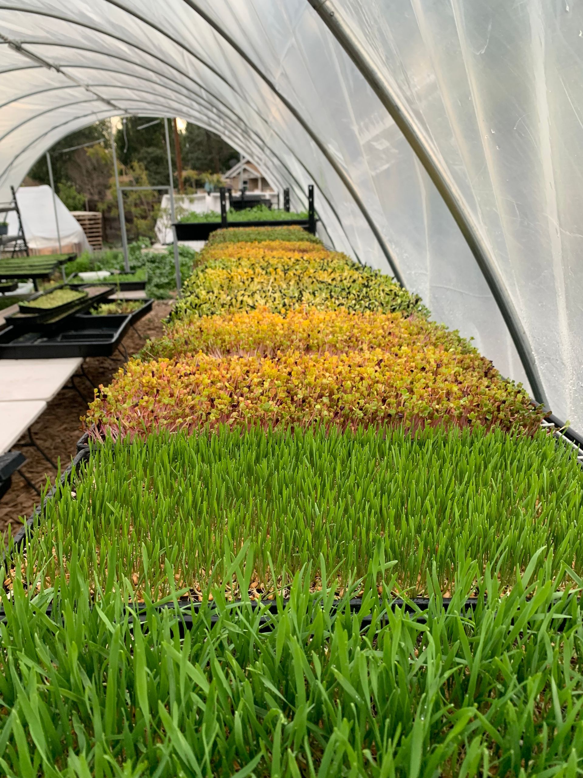 Inside a greenhouse, rows of microgreens in trays, varying colors from green to yellow.