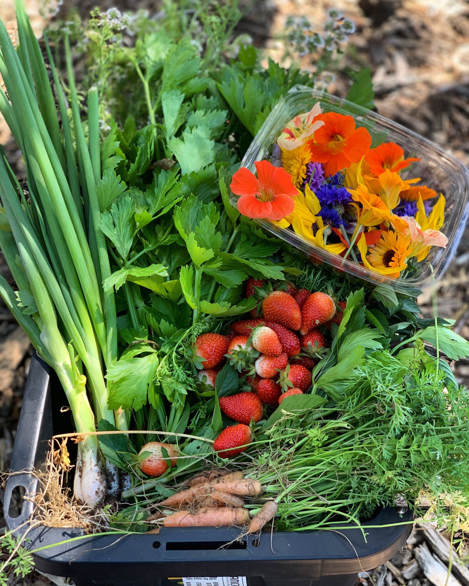 Freshly harvested vegetables, including strawberries, carrots, and edible flowers, in a black container.