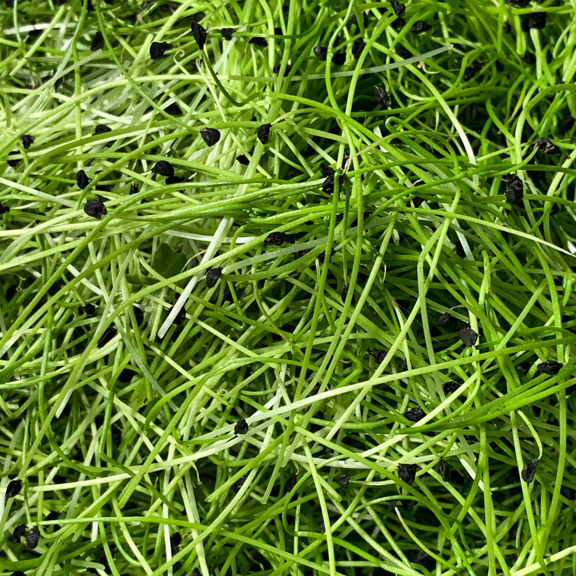 Close-up of fresh green chive sprouts with scattered black seeds.
