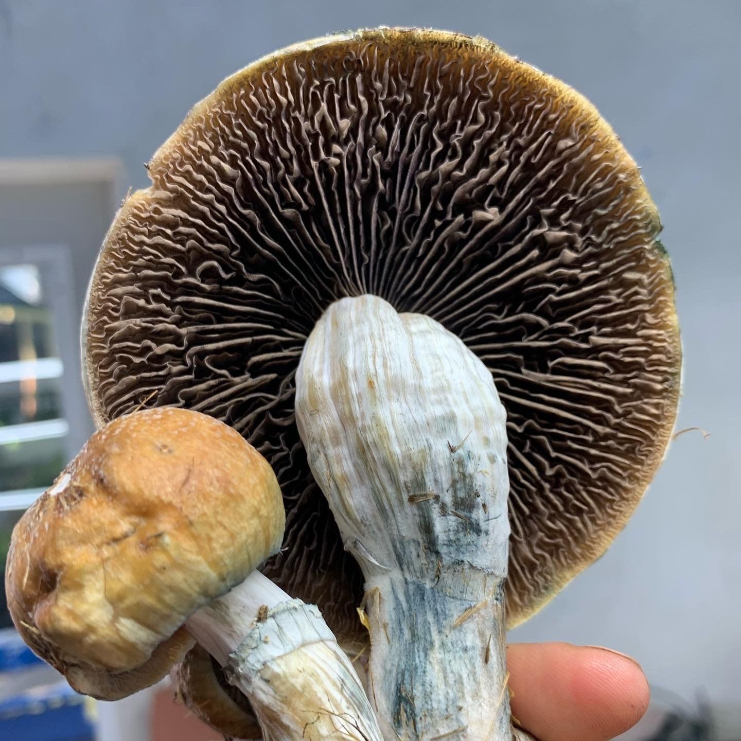 Mushrooms with brown caps and visible gills, held up, some stems show blue bruising.
