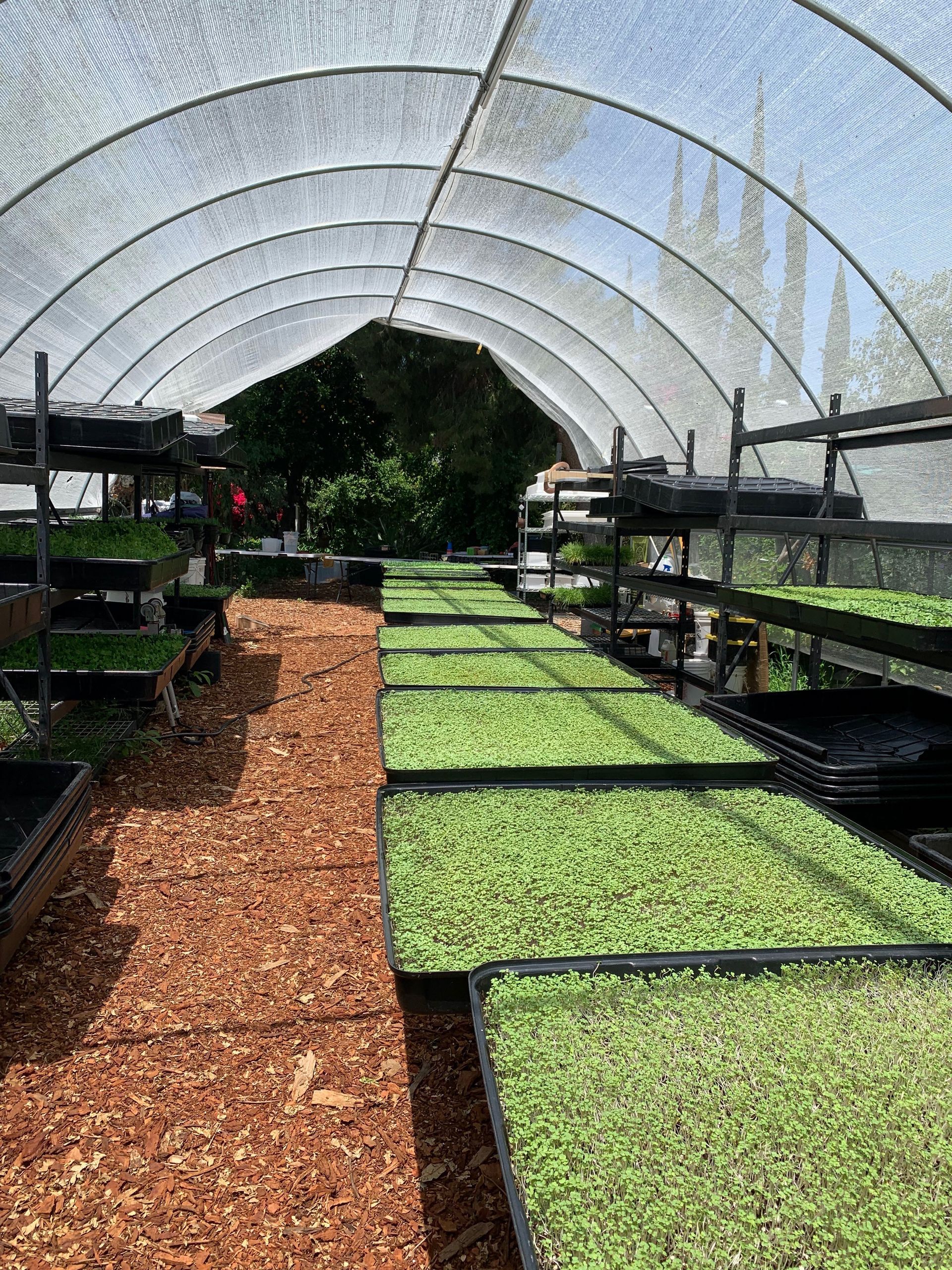 Inside a greenhouse, rows of trays with green seedlings under a shaded arched roof.